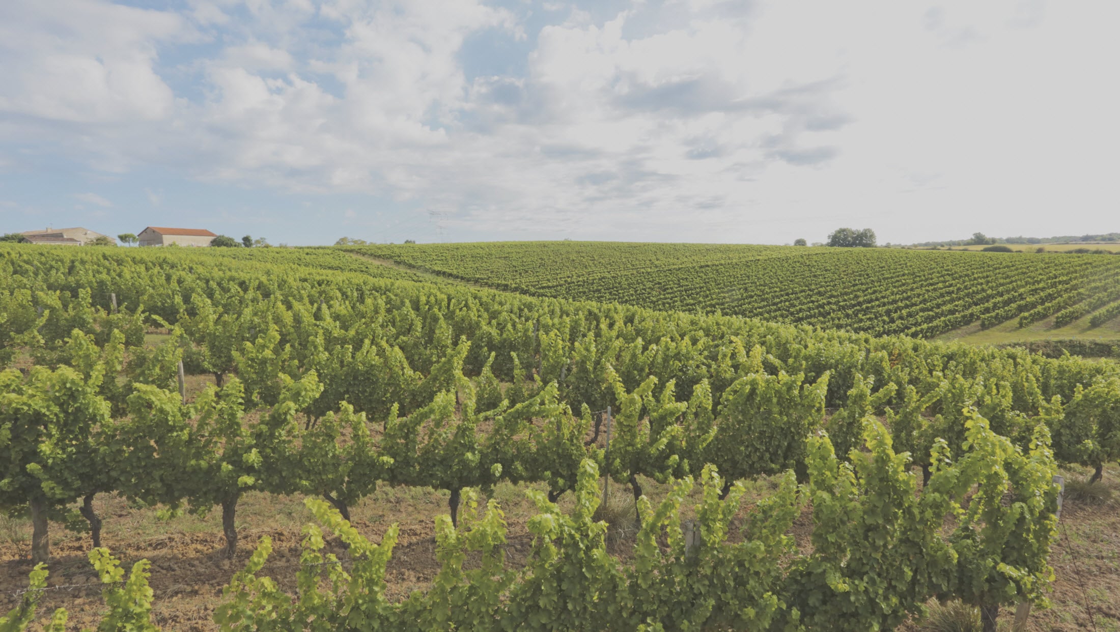 Les coteaux et les vignes du Château Molhière